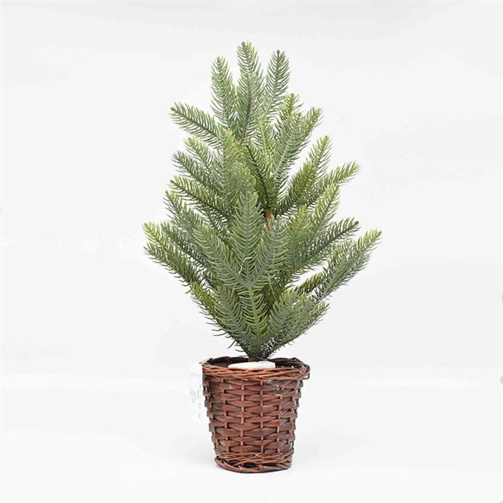 TABLE TOP REAL CHRISTMAS TREES